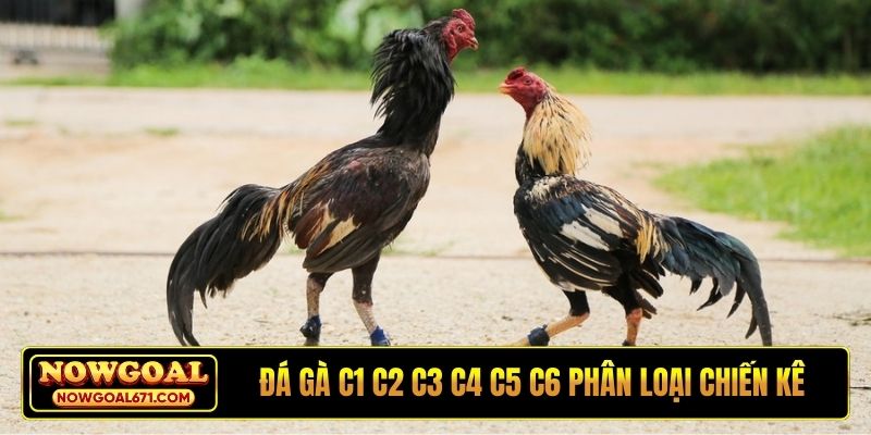 Đá gà C1 C2 C3 C4 C5 C6 là cách phân loại chiến kê